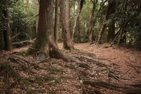 鳶嘴西稜：長壽山連走崠醜山257226