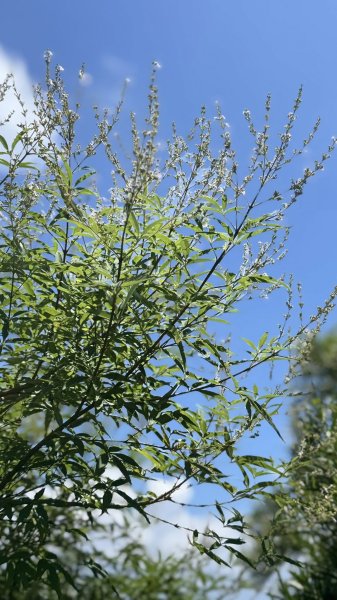 20250811小百岳大山母山2858831