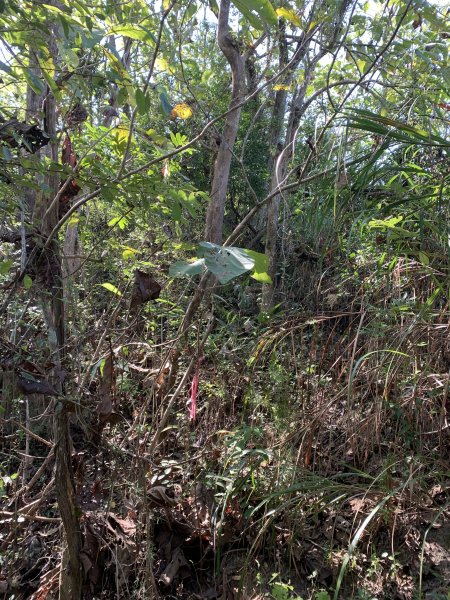 20251115台南大尖山2938089