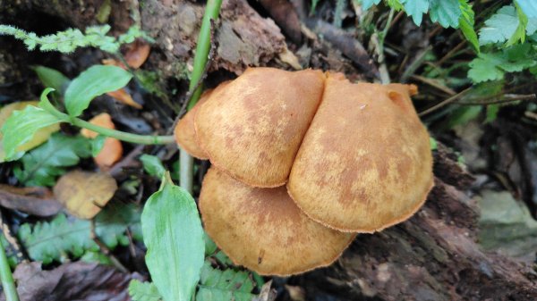 笠頂山單攻西大武山(西北峰) 九星連珠搏命演出歷險記 2025年3月20日2738997