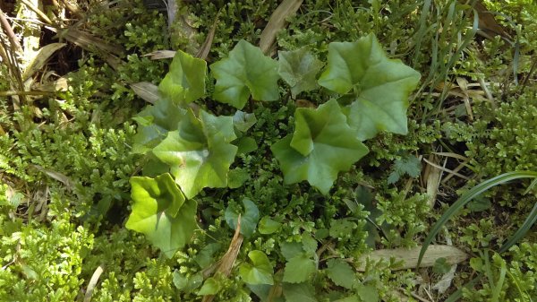 【臺北大縱走2】大屯山主峰、南峰、西峰914092