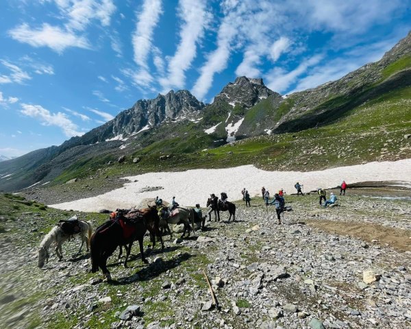 喀什米爾/馬牛羊駱駝動物寫真2565801