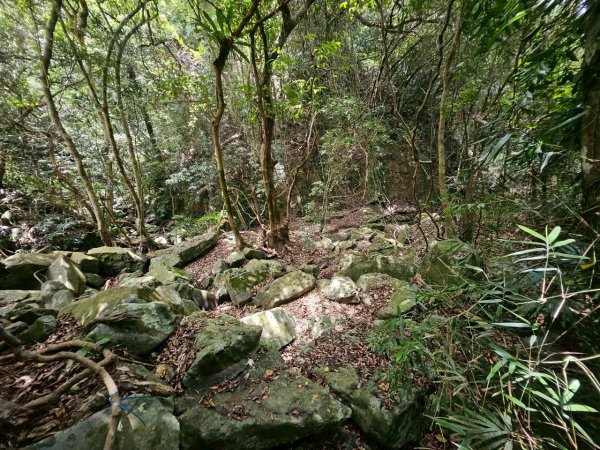 20260515高士佛步道茄苳巨木3055244