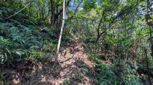 大湖越嶺古道,龜媽坑古道2446054