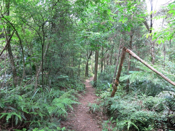 鐵道密境~嶺腳寮山步道順訪望古瀑布51551