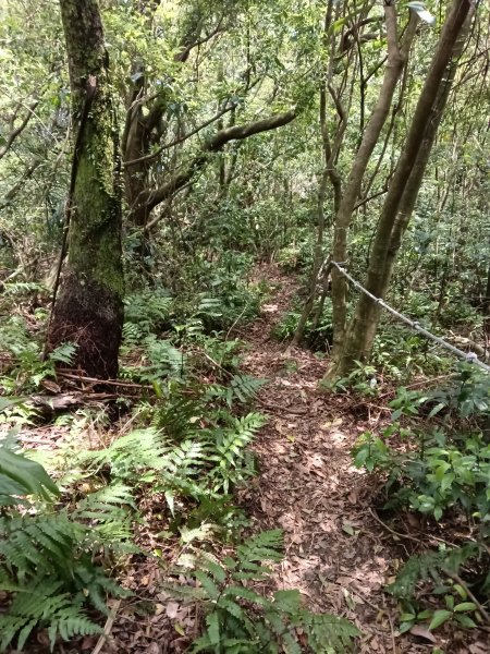 蛇子形古道+柴寮古道2754237