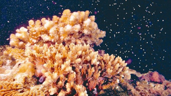 【保育】南台灣珊瑚大爆發 如飄雪
