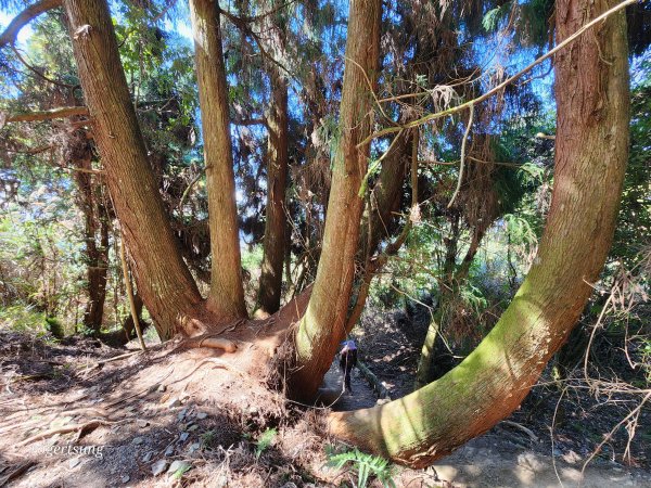 谷關踏青尋吃享溫泉(馬崙山 山江客家料理 露泉渡假溫泉館)2057377