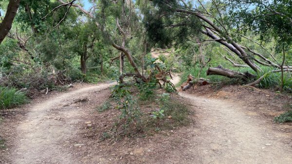 尚書林山步道(鳳凰山)2730905