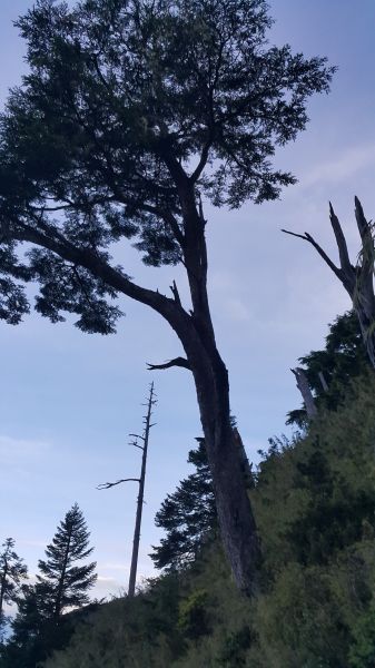 玉山主峰步道 2017 06 27140385