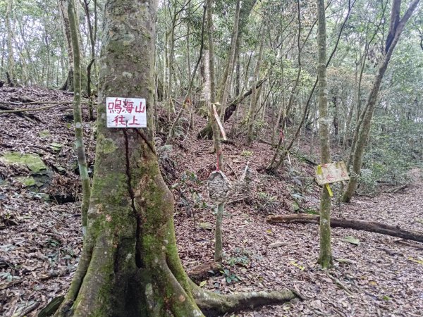 鳴海山、龍頭山步道2157075