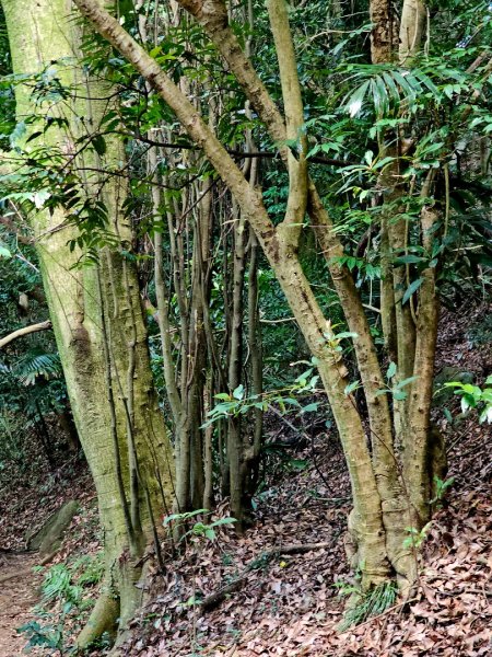 (鳶山山系)鳶山彩壁-2025微笑山線大縱走尋寶集章任務2855208