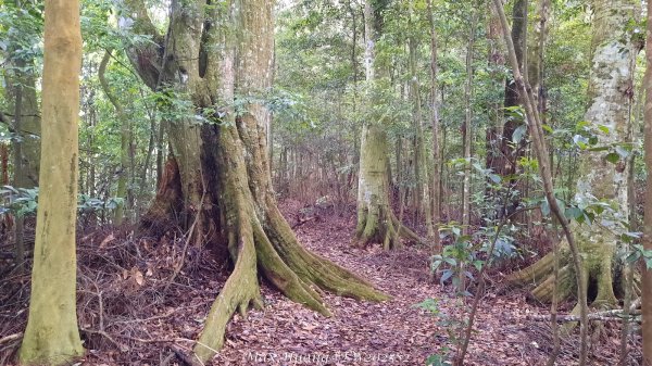 《台中》優美稜線｜橫嶺山自然步道（大雪山社區南登山口）202505312800205