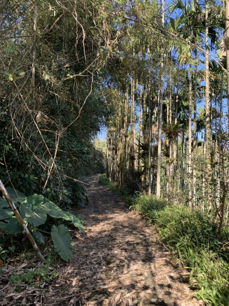 20250120高雄三縣界山-河表湖山-拉比嶺山-玉打山2697481