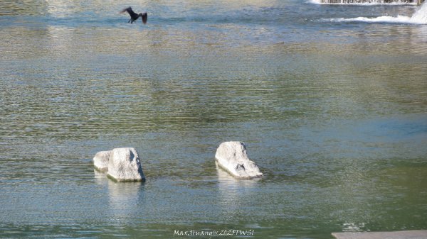 《台中》落雨松季｜石岡挑物古道O繞下情人木橋202501122687662