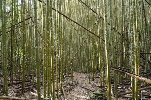 新竹 尖石 屯野生台山、石麻達山2441138