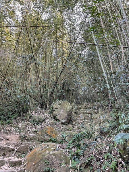 馬那邦山賞楓趣1549540