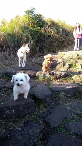 1081215陽明山主，東峰O型走走散步776239