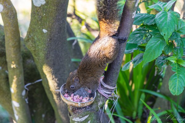[台北]大崙頭山、碧山巖、忠勇山2746236