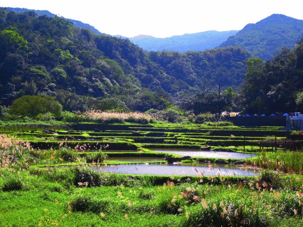 草嶺古道芒花情470524