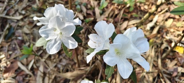 2026/03/08-毘盧禪寺步道+七星崗3013880