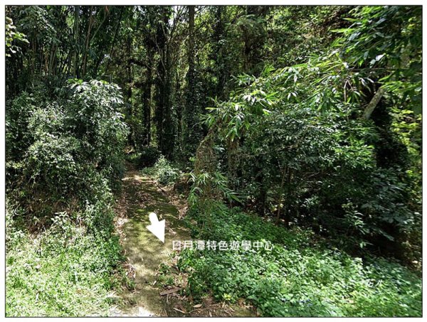 逐鹿古道、雨社山(南投、魚池)2667449