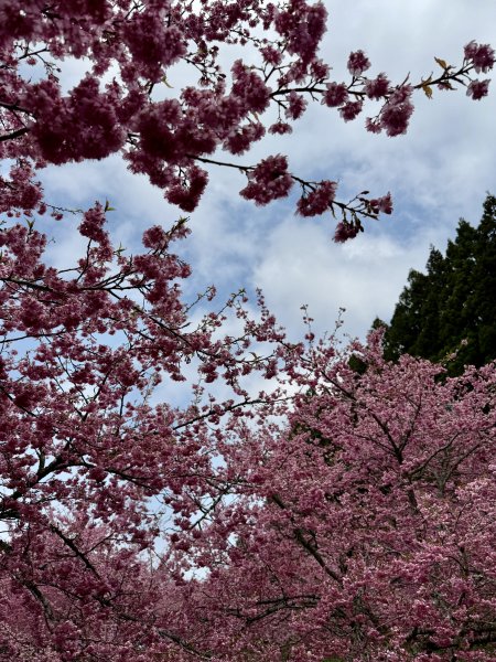 福壽山千櫻園2729942