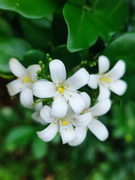 2025台北大縱走二刷2818069