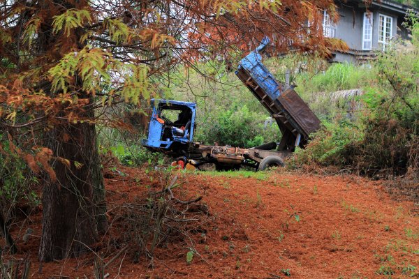 【南投~仁愛】清境農場賞銀杏落羽松楓紅1209049