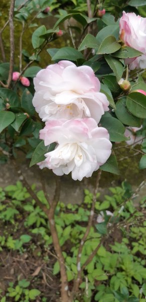 土地公後山1232701