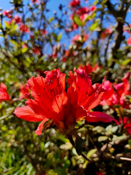 大屯山泥巴滑溜溜914402