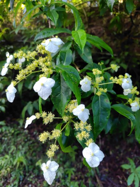 稍來小雪山國家步道、船型山、鞍馬山、鞍馬山東北峰、天池、雪山神木2799665