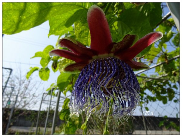 嘉義/朴子溪風鈴木874420