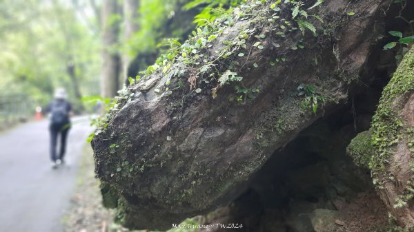 《新北》享負離子｜滿月圓國家森林遊樂區步道群O繞202408302583684