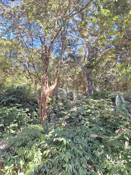 日湯真山202601042978569