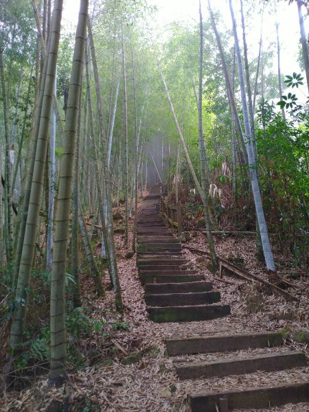 2023-02-26 登嘉南雲峰巧遇草嶺櫻花季2043956