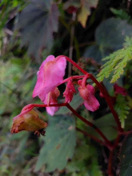 九芎頭步道-雲頂步道-二延平步道-二延平山-茶霧之道2773823