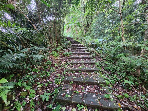 20250427大山背山田寮山毬子山騎龍山2933632