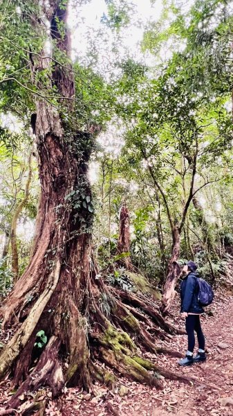 〽️12/25（三）聖誕節~楓紅了🍁~馬拉邦(小百岳)賞楓眺望聖稜線2676373
