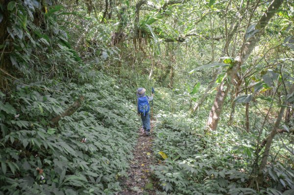 闊瀨古道-沿北勢溪谷而行的夏末之旅（淡蘭古道）2287665