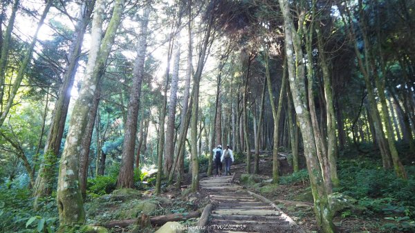 《苗栗》遺世鐵道｜悠遊加里山大坪支線至避難山屋202508222867476