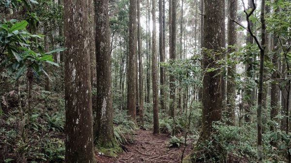 雪霸農場野馬瞰山2290194