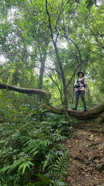 淡蘭古道第三段（我的淡蘭最終章）2838790