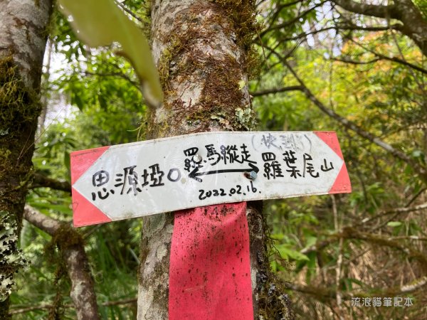 【羅馬縱走】山林巨木饗宴，夏季避暑的縱走路線2888199