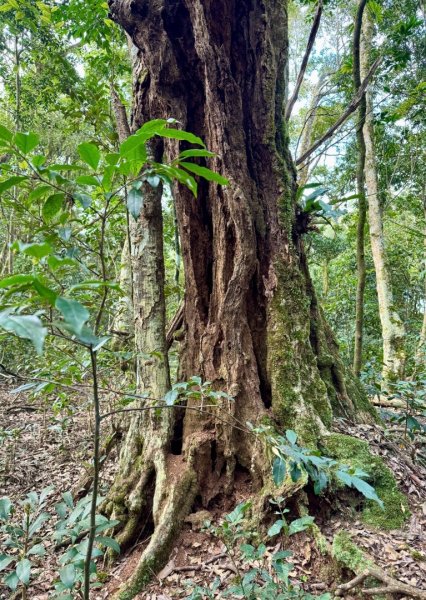六龜警備道茂林段：網子山-網子山東北峰-鳴海下山-鳴海山(小百岳#71)2981514