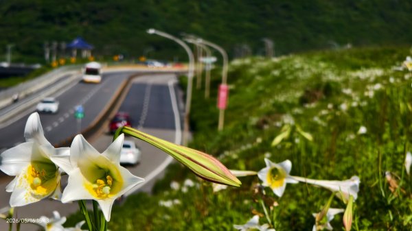 #金山清水溪  #石牆蝶 #國聖涼亭 #百合草原 #八里華富山路 #淡江大橋 5/163055956