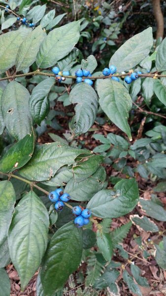 龜山五連星+大棟山O型2785153