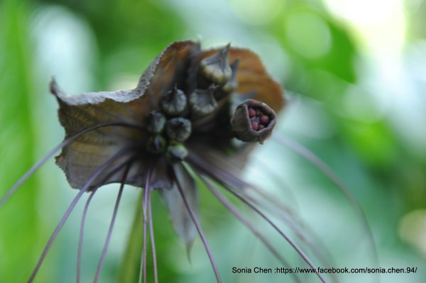 天下之大，無奇不有 2026 D0418｜蝙蝠花