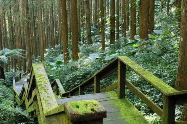 奮起湖台灣杉森林棧道194439