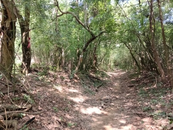 內湖區大丘田保甲路+開眼山+白石湖山+白石湖山東峰+大邱田山+消防山O型2858899